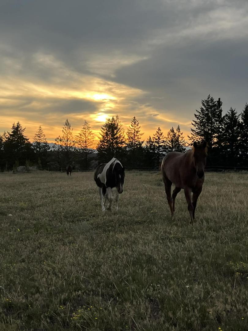 Western Lessons & Horsemanship