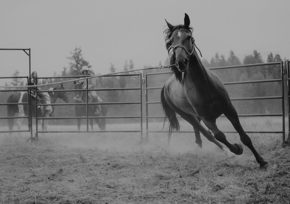 30 day horse training program with Spur Valley Horses